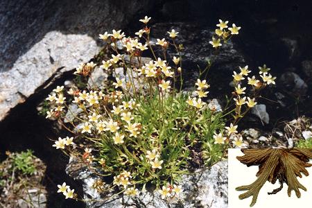 Vallon d'Ambin (Savoie), 16 juillet 1992