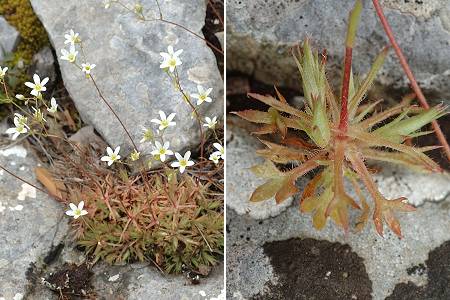 Massif d'Allauch (Bouches-du-Rhne), 28 avril 2008