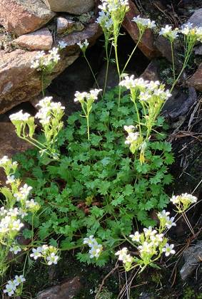 Les Angles (Pyrènèes-Orientales), 23 juillet 2013 [photos Jean-Pierre Petit]
