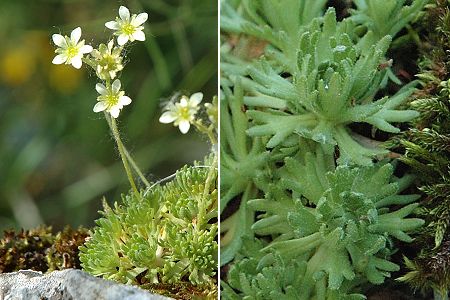 Gizia (Jura), 29 mai 2005