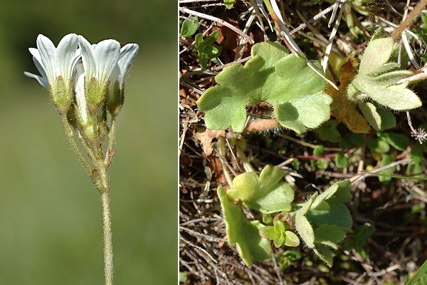 Puy de la Vache (Puy-de-D�me), 12 juin 2006