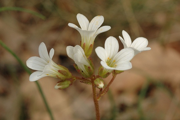Puy de la Vache (Puy-de-D�me), 12 juin 2006