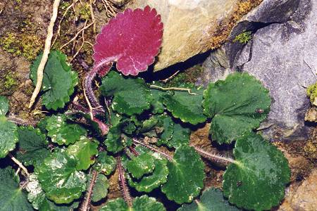 Sainte-Engrce (Pyrnes-Atlantiques), 11 juillet 2000