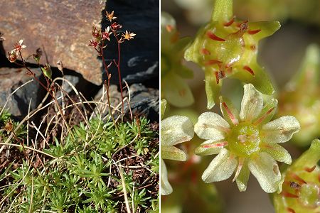 Etang de la Frêche (Haute-Garonne), 13 août 2009
