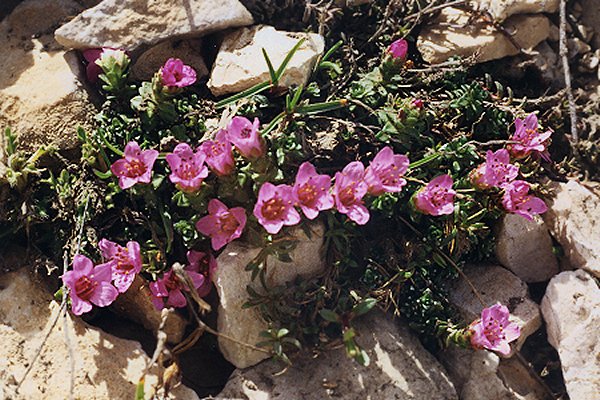 Mont Ventoux (Vaucluse), 28 mai 1996