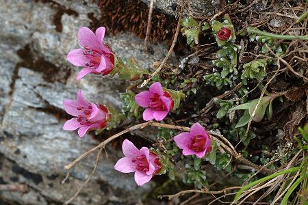 Ristolas, vers les lacs (Hautes-Alpes), 18 juin 2010