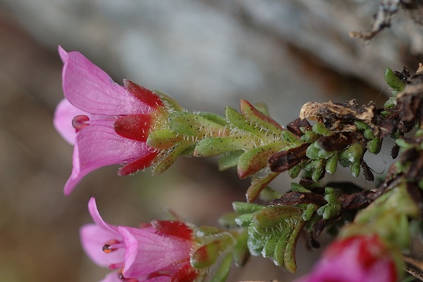 Ristolas, vers les lacs (Hautes-Alpes), 18 juin 2010
