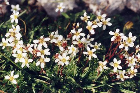 Baysselance (Hautes-Pyr�n�es), 16 ao�t 1993