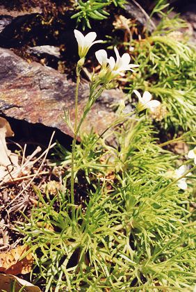 Col du Pré de la Dame (Lozère), 1 juin 2000
