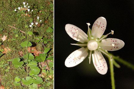 Le Ch�telard (Doubs), 19 juin 2005