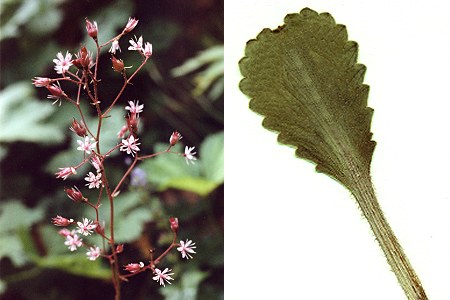 Vers le col du Soulor (Hautes-Pyr�n�es), 16 ao�t 1991