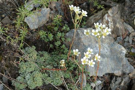 Bessans, vers La Bufffaz (Savoie), 30 juillet 2014