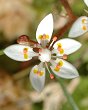 Saxifrage étoilée Saxifrage étoilée