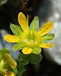 Saxifrage jaune