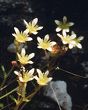Saxifrage sillonnée