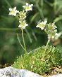 Saxifrage de Gizia