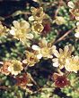 Saxifrage musquée