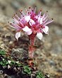 Saxifrage tronquée