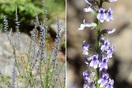 Beaumont (Ardèche), 25 juin 2018