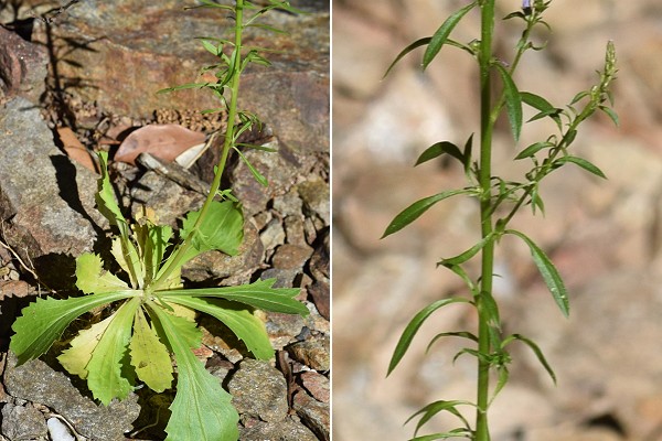 Beaumont (Ardèche), 25 juin 2018