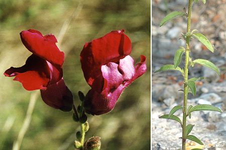 Environs d'Avignon (Vaucluse), 30 août 1997 / La Clappe (Aude), 26 avril 2006