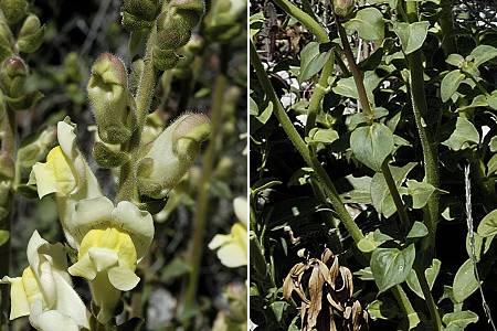 Garlaban (Bouches-du-Rhône), 20 avril 2005