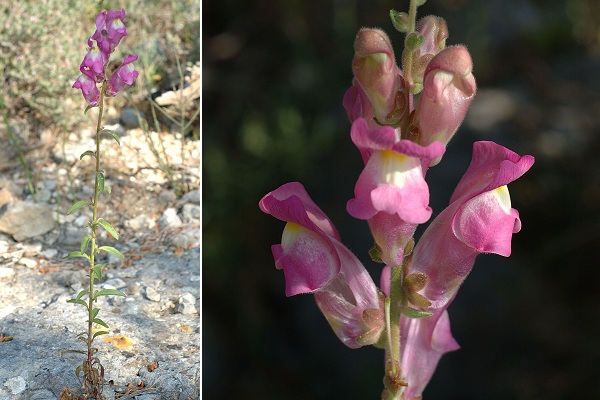 La Clappe (Aude), 26 avril 2006