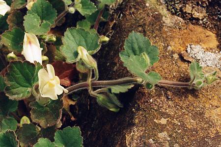 Au-dessus de Céret (Pyrénées-Orientales), 16 mai 1996