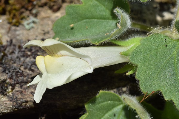 Beaumont (Ardèche), 25 juin 2018