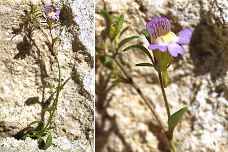 Aigues-Mortes (Gard), 21 avril 2004