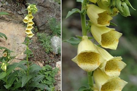 Ornon (Isère), 28 août 2006