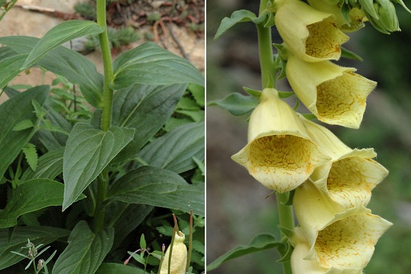 Valdahon (Doubs), 6 juillet 2007