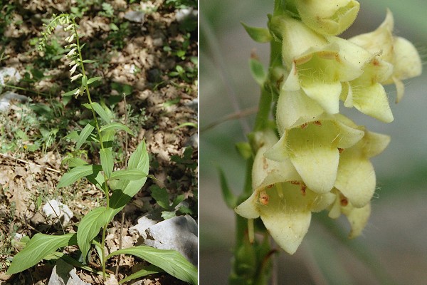 Col de Comte (Vaucluse), 9 juin 2003 / Ornon (Isère), 28 août 2006