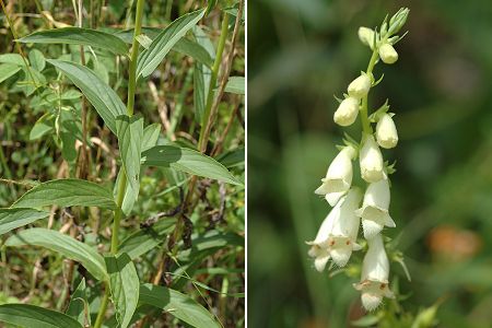 Vermondans (Doubs), 30 juin 2007