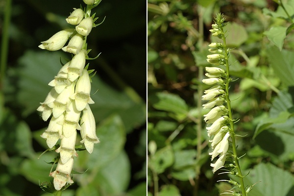 Vermondans (Doubs), 30 juin 2007