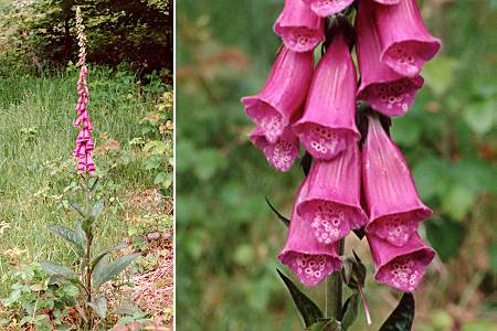 Ballon de Servance (Haute-Saône), 16 juin 1990
