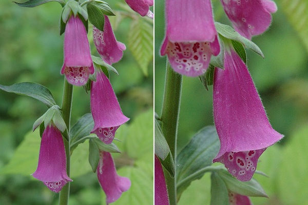 Malsaucy (Territoire-de-Belfort), 5 juin 2005