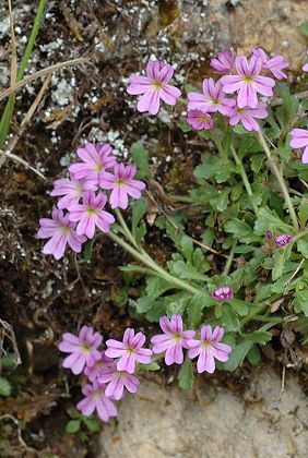 Pont-de-Roide, Les Roches (Doubs), 5 juin 2006