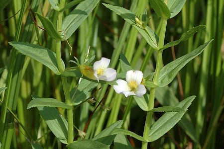 Frotey-lès-Vesoul (Haute-Saône), 12 juin 2009
