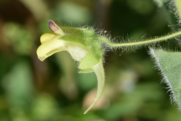 Esprels (Haute-Saône), 15 juillet 2018