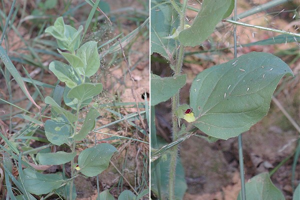 Montenois (Doubs), 14 juillet 2005