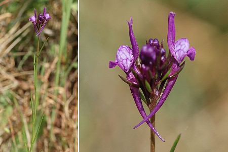 Gruissan (Aude), 25 avril 2006