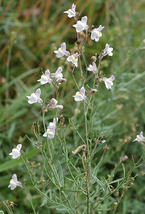 Massif du Meygal (Haute-Loire), 23 août 2007