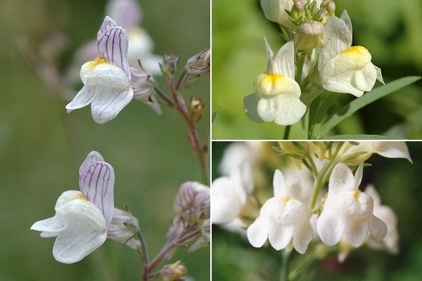 Massif du Meygal (Haute-Loire), 23 ao�t 2007 / Colombier-Fontaine (Doubs), 24 septembre 2007 /  Planche des Belles Filles (Haute-Sa�ne), 23 ao�t 2001