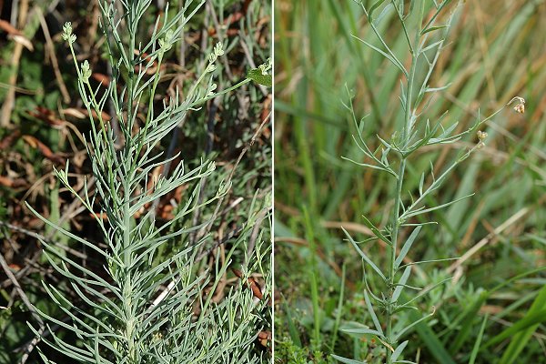 Laragne-Mont�glin (Hautes-Alpes), 21 ao�t 2004 / Massif du Meygal (Haute-Loire), 23 ao�t 2007