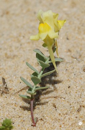 Courant de Huchet (Landes), 14 juillet 2008
