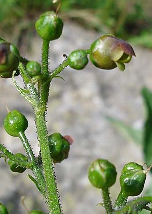 Eyne (Pyrénées-Orientales), 30 juin 2005