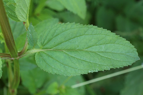 Ovanches (Haute-Sa�ne), 3 juin 2007