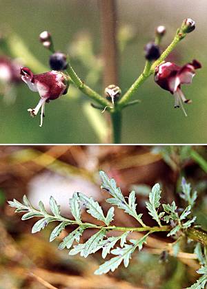 Corniche du Drac (Isère), 20 mai 1995 / Thoirette (Jura), 23 mai 1999