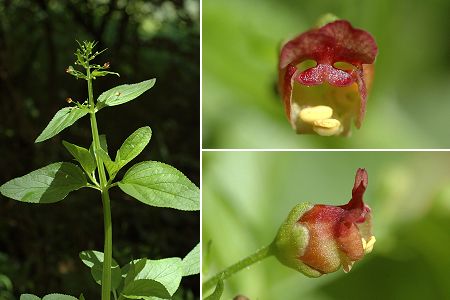 Sourans (Doubs), 17 juin 2007